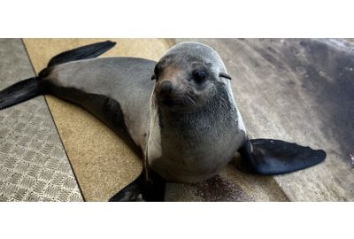 New Seal Bella Joins the Seal Family at SEA LIFE Sunshine Coast