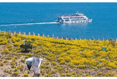 Xinhua Silk Road: Discover the natural beauty of Rongcheng in E China from its flower sea, bird songs